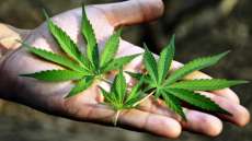 Cannabis &eacute; droga il&iacute;cita mais consumida no mundo, afirma OMS