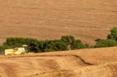 Paran&aacute; amplia a &aacute;rea plantada e safra de trigo pode dobrar neste ano