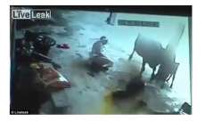 Vaca tentar salvar adolescente que estava sendo esfaqueada pelo pr&oacute;prio pai. Veja o v&iacute;deo