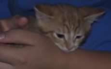 Gatinho viaja 128 km dentro do cap&ocirc; de carro