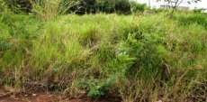 Reserva do Iguaçu - Prefeitura alerta sobre responsabilidade por terrenos baldios