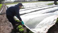 Previs&atilde;o de geadas assusta mercado e pre&ccedil;os no campo sobem