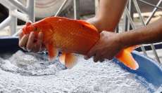 Feira do peixe vivo de S&atilde;o Jos&eacute; j&aacute; tem data