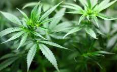 Maconha entra na lista de plantas medicinais