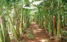 Quedas - Agricultores conhecem regi&atilde;o que se destaca na produ&ccedil;&atilde;o de bananas