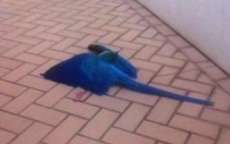 Arara &eacute; morta com tiro de chumbinho e provoca como&ccedil;&atilde;o