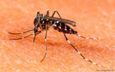 Quedas - Confirmados 43 casos de dengue no munic&iacute;pio
