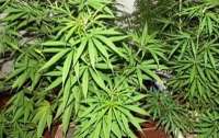 Polícia descobre plantação de maconha cultivada por menino de 12 anos