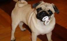 Confira 7 objetos que voc&ecirc; n&atilde;o pode deixar o seu cachorro comer em hip&oacute;tese alguma