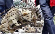 Coreia do Norte promove consumo de carne de cachorro