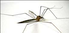 Dengue preocupa tamb&eacute;m no inverno