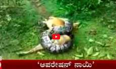 Sem reagir, cachorro escapa de ataque de cobra p&iacute;ton. Veja o v&iacute;deo