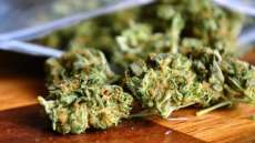 Medicamento &agrave; base de maconha reduz em 39% convuls&otilde;es epil&eacute;ticas