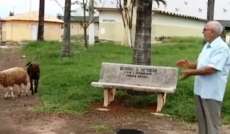 Prefeito de Irapu&atilde; coloca carneiros e ovelhas para &lsquo;ro&ccedil;ar&rsquo; mato na cidade