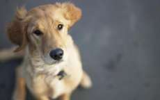 C&acirc;ncer de pr&oacute;stata atinge 80% dos c&atilde;es n&atilde;o castrados