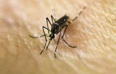 Caso de microcefalia por zika &eacute; confirmado em Cascavel