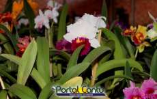 Guarania&ccedil;u - APAE realiza mais uma feira de mudas e orqu&iacute;deas