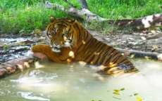 Tigre mata tratadora que limpava jaula em zool&oacute;gico