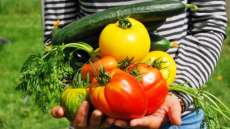 Confira legumes e verduras para cultivar em casa e os benef&iacute;cios para sa&uacute;de