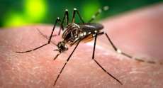 Paran&aacute; tem 18 cidades em alerta ou risco para dengue