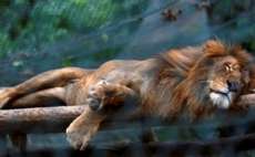 Animais de zool&oacute;gico passam fome e 50 j&aacute; morreram