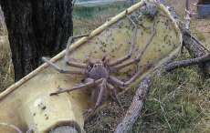Aranha gigante &eacute; encontrada em fazenda