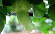 Mito ou verdade: &aacute;rvore que d&aacute; frutos com formato de p&ecirc;nis &eacute; real?