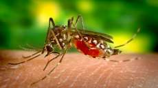Paranagu&aacute; tem mais de 100 novos casos de dengue em uma semana