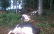 Quedas - Nesta segunda dia 06, vacas s&atilde;o mortas por raio