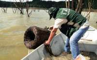 Restrição à pesca de espécies nativas começa neste domingo, dia 01