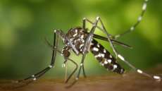 Por que o mosquito Aedes aegypti transmite tantas doen&ccedil;as?